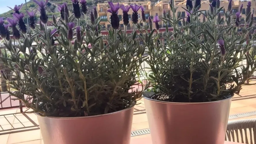 Apartamento de 1 dormitorio en Villanueva Rio Segura, Spain No. 2034 № 4