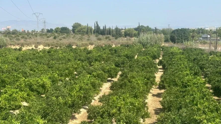Villa de en Algorfa, Spain No. 2517